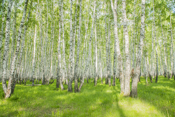 summer birch forest