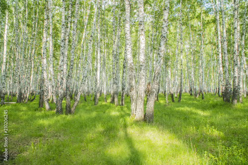 summer birch forest