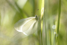 White Butterfly Sitting On A Plant Stem In Front Of A Blurred Background
