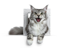 Pretty Smiling Young Adult Black Silver Tabby Maine Coon Cat Laying In A White Photo Frame Isolated On White Background, Looking At The Lens With Open Mouth 