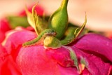 Fototapeta Tulipany - Grüne Raupe mit orangenem Kopf, sitzt auf rote Rosenknospe