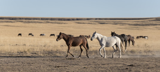 onaqui herd wild mustangs in the great desert basin, utah usa
