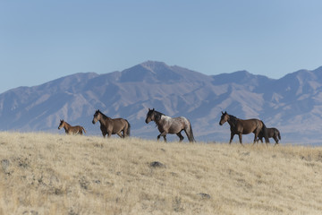 Onaqui Herd wild mustangs in the Great Desert Basin, Utah USA