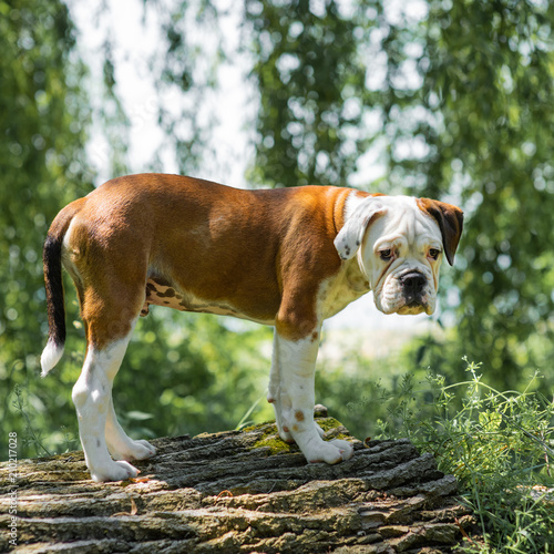 Continental Bulldog Puppy Outdoors Standing On Tree Throne Buy This Stock Photo And Explore Similar Images At Adobe Stock Adobe Stock