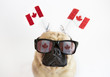 Cute pug dog wearing Canadian Flag sunglasses and flag headband for Canada Day