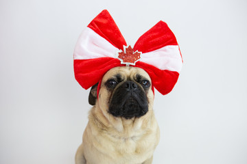 Wall Mural - Cute pug dog wearing Canadian flag headband for Canada Day