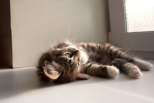 Lovely Tabby Kitten With Brown Grey Fur Lying On A Side Near Window On A Summer Day