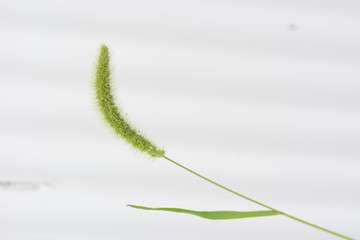 Canvas Print - Green foxtail / Background