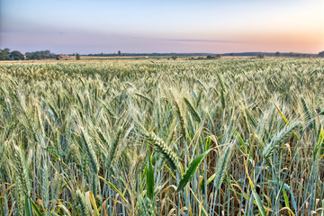 Sticker - Sunrise in the countryside - farmland - Poland