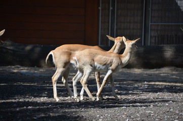 Wall Mural - wild deer fawn