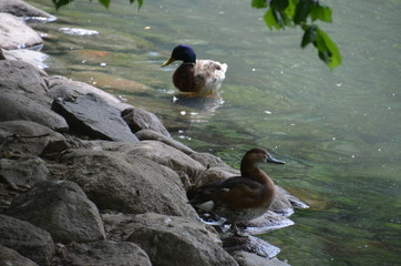 Wall Mural - wild duck