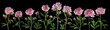 beautiful full pink flowers and plants of peonies isolated, can be used as background