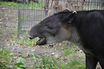 Sticker - tapir wild nature