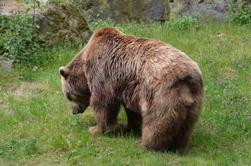 Poster - brown clumsy bear