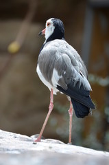 Poster - bird forest black white