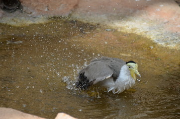 Poster - bathing bird splashes water