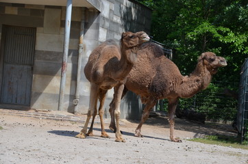 Poster - wild camel