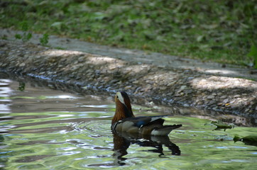 Wall Mural - mandarin duck Aix galericulata water nature