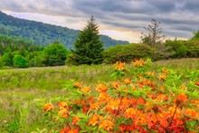 Flame Azalea And Sunset Background Of The Roan Mountains On The Appalachian Trail Tennessee