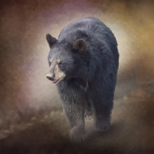 Black Bear Portrait Watercolor Painting
