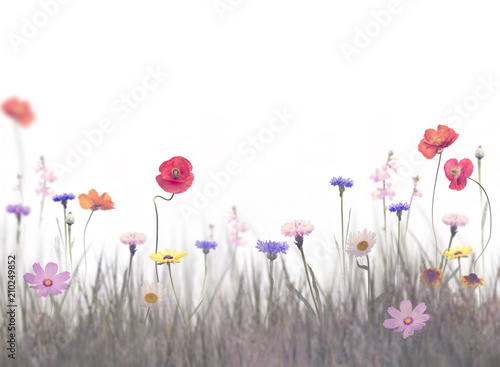 Flowers in a field