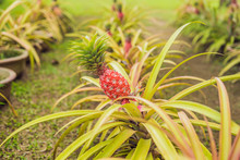 A Red Pineapple Growing At The Plantation, Malaysia