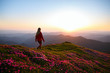 Woman hiker on a top of a mountain. Magic pink rhododendron flowers on summer mountains