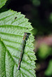 The Irish damselfly or crescent bluet (Coenagrion lunulatum) male sitting on green raspberry leaves top view close up detail, soft dark green blurry background