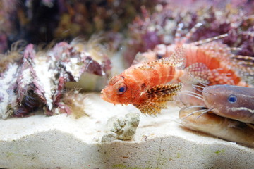 Wall Mural - Beautiful Fish in the deep blue sea in Japan Okinawa