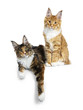 © Nynke - Duo of red tabby and a black tortie Maine Coon cat kittens, laying and sitting isolated on white background looking at lens