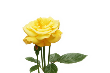 Yellow roses isolated on white background