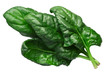 Spinach s. oleracea leaves, paths