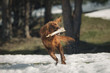 © ADDICTIVE STOCK - Irish Setter dog playing with stick on snow-covered glade