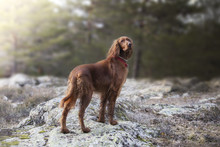 Irish Setter Standing On A Rock In A Park