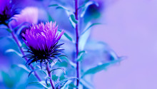 Art Photo Of Carduus Crispus Plant With Purple Flower Close-up On Natural Blurred Background.Pink Milk Thistle Flower In Bloom In Summer Day