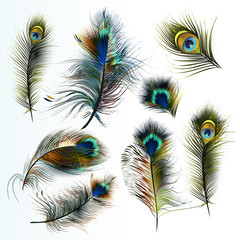 Poster - Beautiful collection of vector realistic peacock feathers