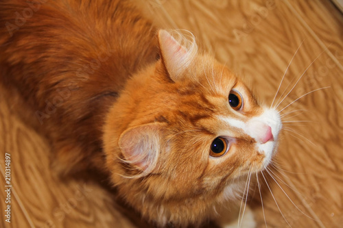 Red Fluffy Cat Saw A Target For Hunting Buy This Stock Photo