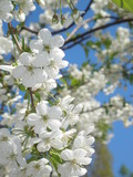 Fototapeta Kwiaty - Cherry blossom and blue sky