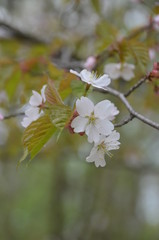 Sticker - sakura japan garden spring flower cherry blossom