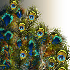 Poster - Fashion vector peacock feathers illustration in blue and green colors