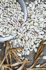 Wall Mural - White kidney beans with red spots pours out of metal plate on a gray background. Beans are scattered, dry beans pods. Crop