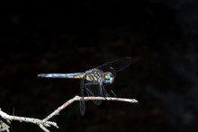 Macro Of A Blue Dasher Dragonfly (Pachydiplax Longipennis) 