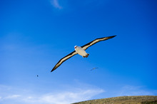 フォークランド のマユグロアホウドリ