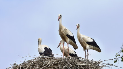 Wall Mural - storks ready for outbound flight
