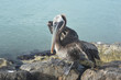 Stunning pelican resting on the shores of eagle beach in aruba