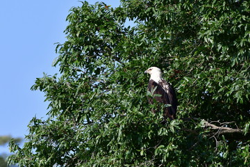 Wall Mural - fish eagle sitting on a tree and looking for fish,Kruger National park in South Africa