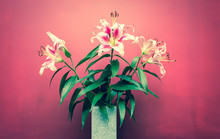 Close Up On Pink And White Lily Flowers Indoors In A Vase, Faded Cross Processed Grunge Colours Background.