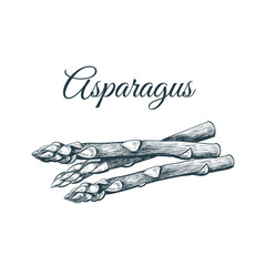 Wall Mural - Asparagus sketch hand drawing. 