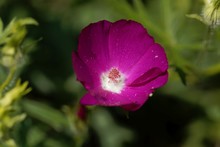 Purple Poppy-mallow (Callirhoe Involucrata)