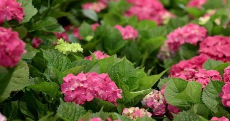 Canvas Print - Pink hydrangea flower field